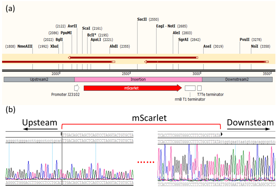 雙質(zhì)?；蚓庉? />&nbsp;
</p>
<p>
	圖2 mScarlet基因敲入后大腸桿菌基因組序列。（a）敲入位點(diǎn)上下游基因圖譜及測序組裝示意圖，（b）敲入位點(diǎn)上下游測序序列峰形圖。
</p>
<p style=