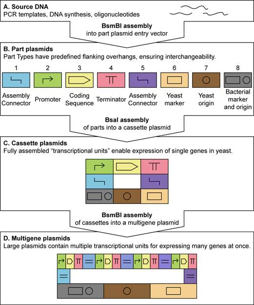 Standardized, hierarchical assembly strategy based on MoClo